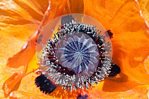 Single red poppy flower closeup