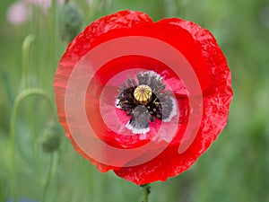 Single red poppy flower in contrast against a lush green grassy field