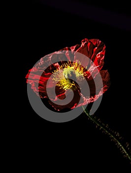 Single Red Poppy Flower on a Dark Black Background