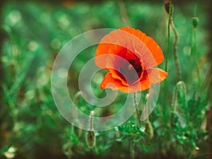 Single red poppy flower .Flowers Red poppies blossom on wild field. Beautiful field red poppies with selective focus. soft light.