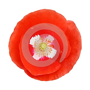 Single red poppy flower