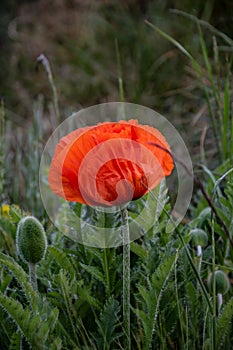 Single red poppy flower  Papaver  close-up on a blurred natural green background in the sunlight. Flower in the meadow
