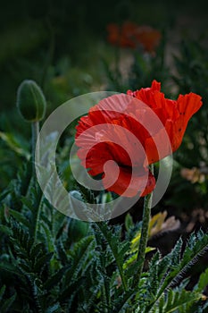 Single red poppy flower  Papaver  close-up on a blurred natural green background in the sunlight. Flower in the meadow