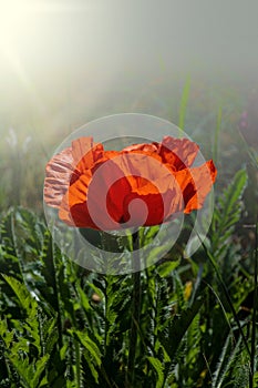 Single red poppy flower  Papaver  close-up on a blurred natural green background in the sunlight. Flower in the meadow