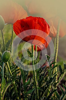 Single red poppy flower  Papaver  close-up on a blurred natural green background in the sunlight. Flower in the meadow