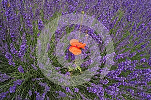 Single Red Poppy in Lavender.