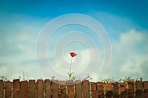 Single red poppy
