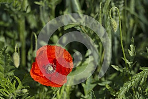 Single red poppy, with green blurred background