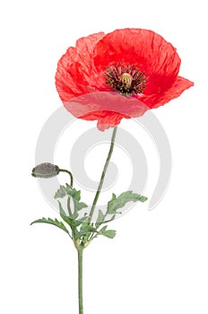 Single red poppy