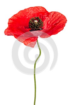 Single red poppy