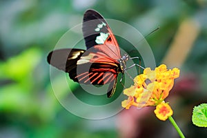 Single Red Postman Butterfly or Common Postman (Heliconius melpomene)