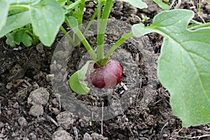 Single red radish growing in the soil of a vegetable bed