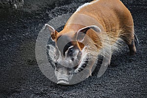 A single red river hog snuffling in the dirt