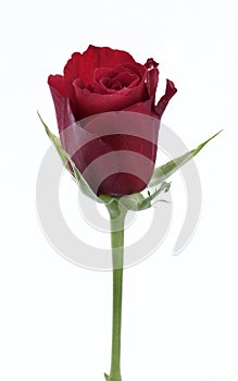 Single red rose