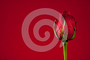 Single Red Rose