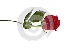 Single Red Rose photo