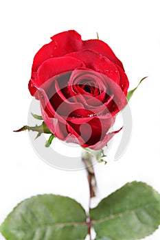 Single red rose