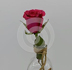 Single red rose