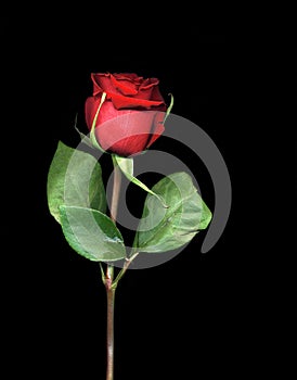 Single Red Rose