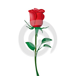 Single red rose