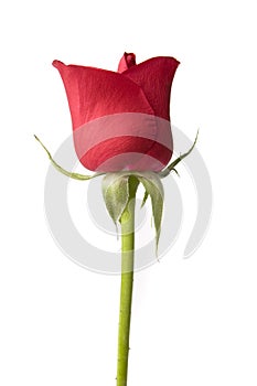 Single Red Rose photo
