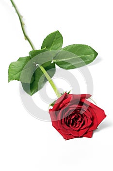 Single Red Rose