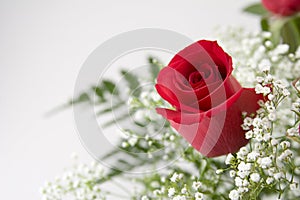 Single Red Rose