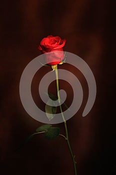 Single red rose photo