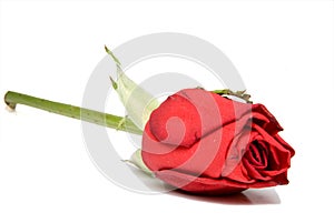 Single red rose