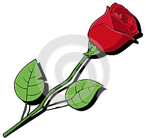 Single red rose