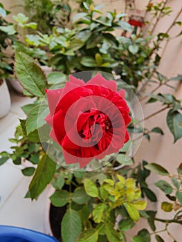 Single Red rose beautiful