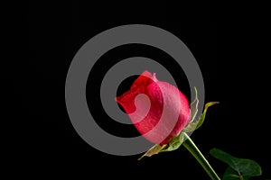 Single Red Rose on Black Background