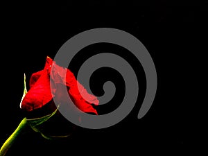 Single red rose, black background