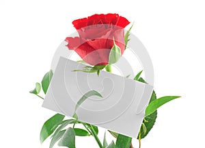 Single red rose with blank love note