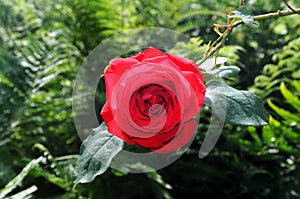 Single red Rose in bloom.