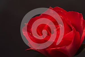 Single red rose bloom on dark background