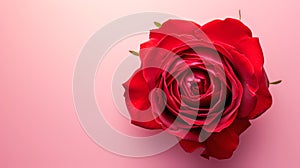 Single red Rose Blossom