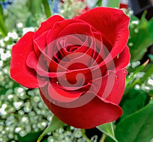 A single red rose in a bouquet with baby's breath in the background.