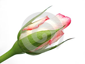 Single red rose bud on white background