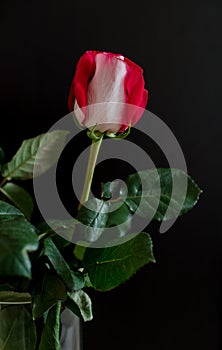 A single red rose on a dark background