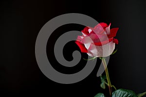 A single red rose on a dark background