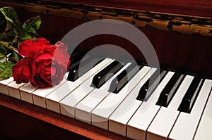A single red rose displayed on piano keys