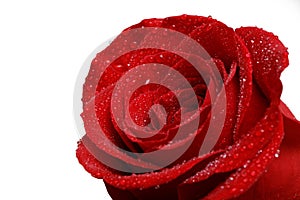 Single red rose with drops of dew isolated on white