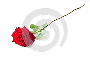 Single red rose flower photo