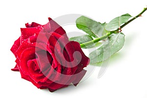 Single red rose flower