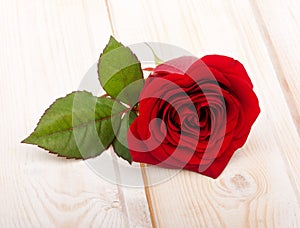 Single red rose flower