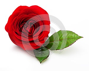 Single red rose flower