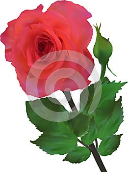 Single red rose flower with bloom and bud isolated on white
