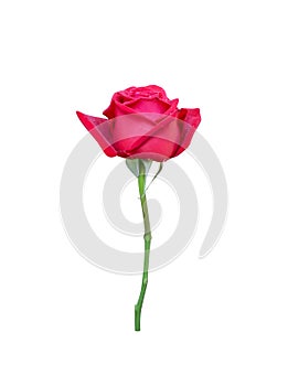 Single red rose flower blooming with water dropds and green stem leaf isolated on white background , clipping path