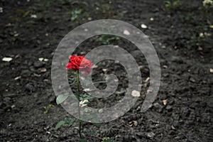 Single red rose flower growing up from dry dark wasteland neglected ground, unfocused background of loneliness concept picture